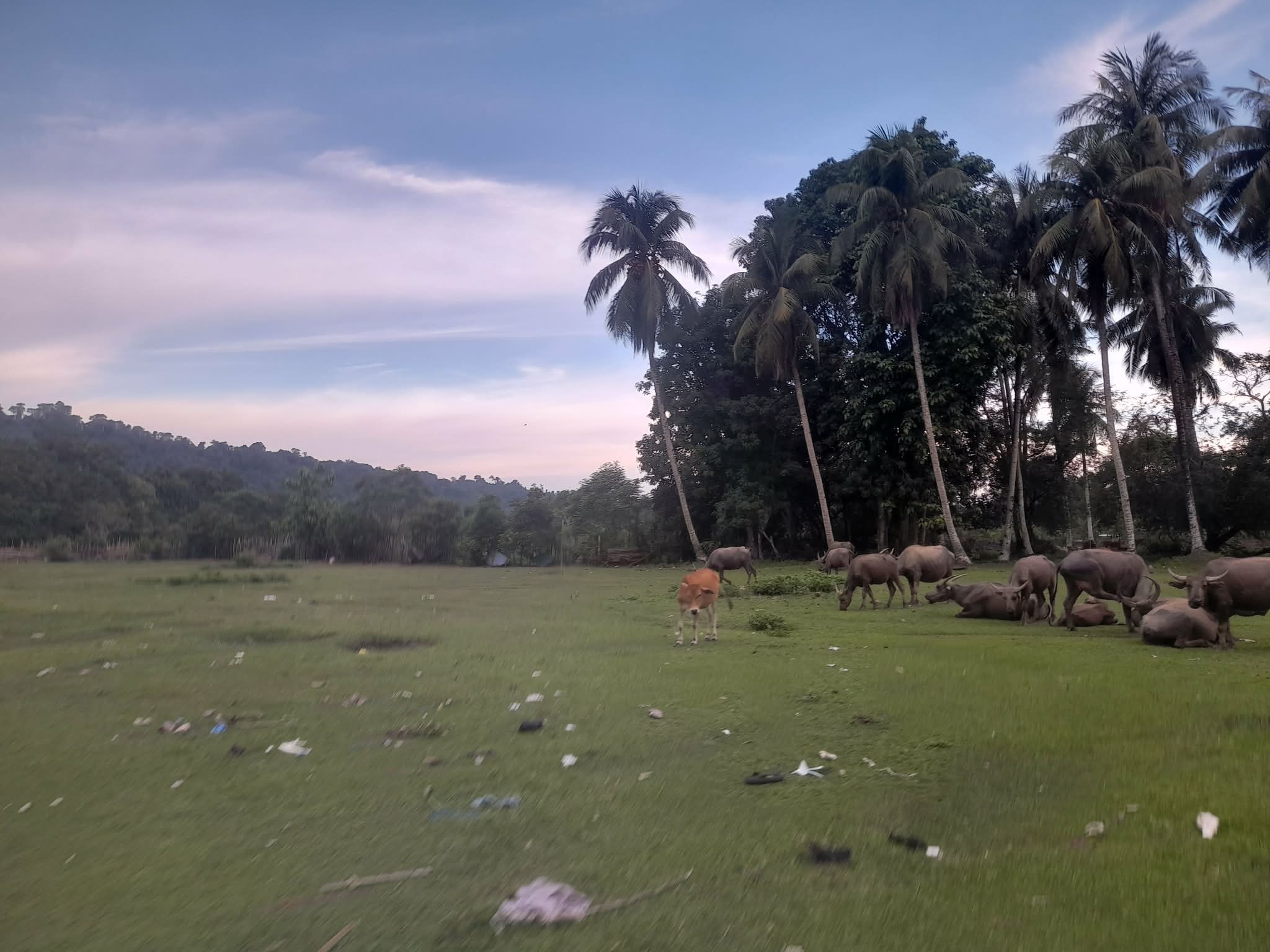 Water buffaloes grazing beneath palm trees on Pulau Tuba